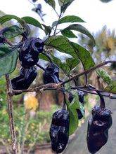 Load image into Gallery viewer, Dark BBG Horizon (Pepper Seeds)