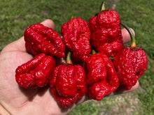 Load image into Gallery viewer, MedullaGum (Pepper Seeds)