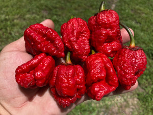 MedullaGum (Pepper Seeds)