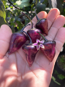 Chuparita (Mix)(T-E) (Pepper Seeds)