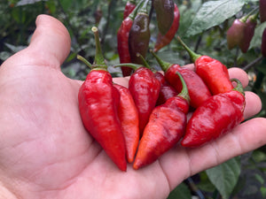 Chupacabra (T-E) (Pepper Seeds)