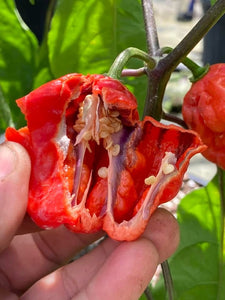 Purple BhutWrecker (Pepper Seeds)