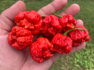 Carolina Reaper Red (Pepper Seeds)