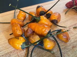 Orange Trixster XD (Pepper Seeds)