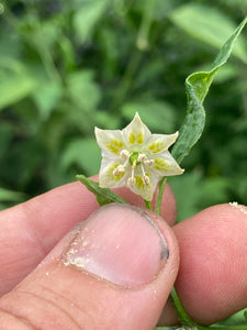 Aji Little Finger (Pepper Seeds)