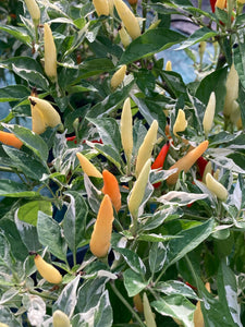 Hot Pallet (Pepper Seeds)