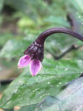 Load image into Gallery viewer, PurpleGum Black Cream (Pepper Seeds)