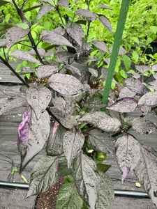 Bryan’s Emperor Blood (Pepper Seeds)