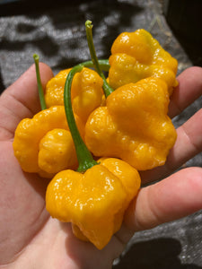 Kokomo Bonnet (Pepper Seeds)