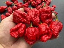 Load image into Gallery viewer, MedullaGum (Pepper Seeds)
