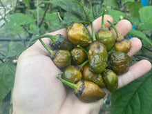 Load image into Gallery viewer, MonsterGum Leopard (Mustard)(Pepper Seeds)