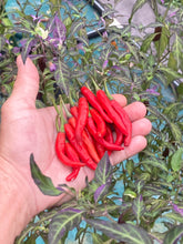 Load image into Gallery viewer, Lost Boys (T-E) (Pepper Seeds)