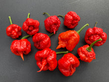 Load image into Gallery viewer, 7 Pot Brainstrain Red (Pepper Seeds)