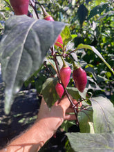 Load image into Gallery viewer, Pink Chupacabra (T-E) (Pepper Seeds)