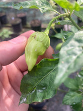 Load image into Gallery viewer, Morangum XLP (Pepper Seeds)