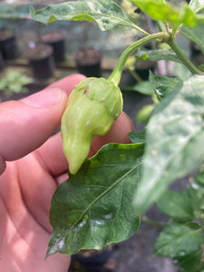 Morangum XLP (Pepper Seeds)