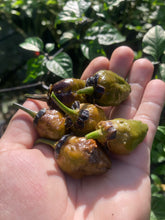 Load image into Gallery viewer, MonsterGum Leopard (Mustard)(Pepper Seeds)