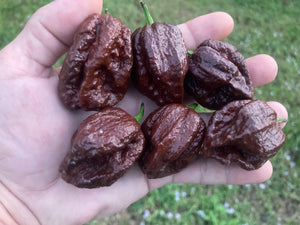 7 Pot Douglah Chocolate (Pepper Seeds)