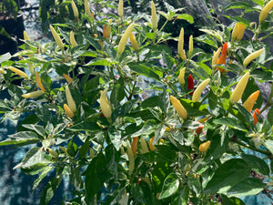 Hot Pallet (Pepper Seeds)