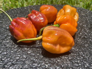 Purple Uprising Orange (Pepper Seeds)