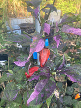 Load image into Gallery viewer, Naraka Variegated (VSRP Poblano (Pepper Seeds)