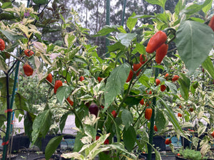 Thunder Nugs (Pepper Seeds)