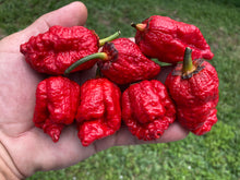 Load image into Gallery viewer, MedullaGum (Pepper Seeds)