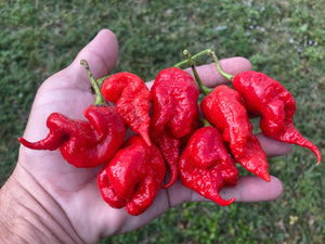 Primotalii Red (Pepper Seeds)