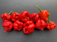 Load image into Gallery viewer, 7 Pot Brainstrain Red (Pepper Seeds)