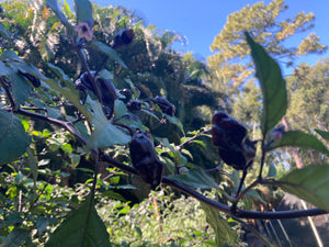 PurpleGum Black Cream (Pepper Seeds)