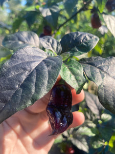 Maroon Voltron (T-E)(Pepper Seeds)