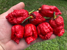 Load image into Gallery viewer, MedullaGum (Pepper Seeds)
