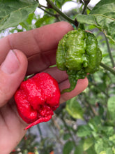 Load image into Gallery viewer, 7 Pot Primo Red (Pepper Seeds)