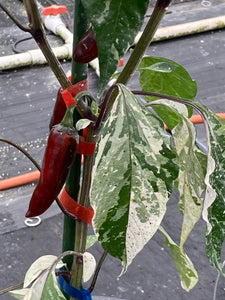 BadPhish (Pepper Seeds)