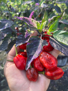 Bryan’s Vulcan Blood (Pepper Seeds)