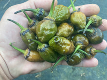 Load image into Gallery viewer, MonsterGum Leopard (Mustard)(Pepper Seeds)