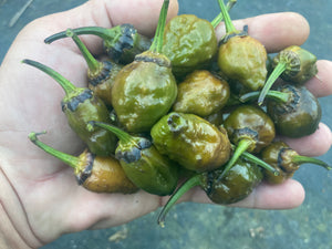 MonsterGum Leopard (Mustard)(Pepper Seeds)