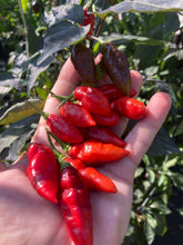 Load image into Gallery viewer, Chupacabra (T-E) (Pepper Seeds)