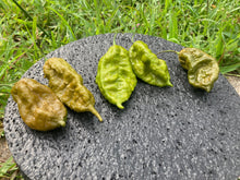 Load image into Gallery viewer, Lime Ghost Scorpion T-E (Limited)(Pepper Seeds)