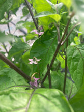 Load image into Gallery viewer, Bhut Jolokia Purple/Peach (Pepper Seeds)