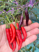 Load image into Gallery viewer, Lost Boys (T-E) (Pepper Seeds)