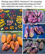 Load image into Gallery viewer, Endless Horizons Mix (Pepper Seeds)