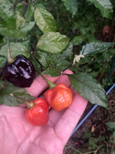 Load image into Gallery viewer, Purple Uprising Orange (Pepper Seeds)