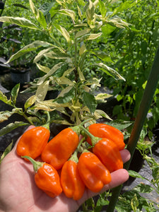 Puriraheim (T-E) (Pepper Seeds)