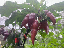 Load image into Gallery viewer, Pink Wendigo (T-E) (Pepper Seeds)