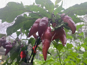 Pink Wendigo (T-E) (Pepper Seeds)