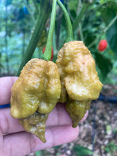 Load image into Gallery viewer, OMG GhostScorpion T-E (Limited)(Pepper Seeds)
