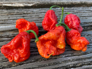 Primo "X" x B.O.C. (Pepper Seeds)