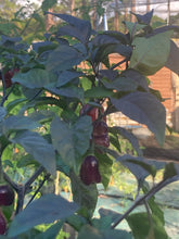 Load image into Gallery viewer, Maroon Voltron (T-E)(Pepper Seeds)