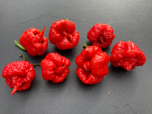 Load image into Gallery viewer, 7 Pot Brainstrain Red (Pepper Seeds)